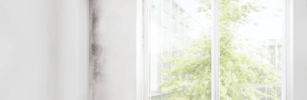 Best Water Damage & Mold Remediation  in Ionia, MI