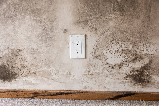 Best Black Mold Removal  in Ionia, MI